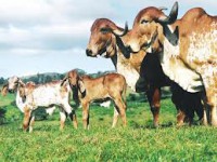 /album/galeria-de-fotos-prog%c3%aanie-fazenda-alzira/vacas-jpg1/